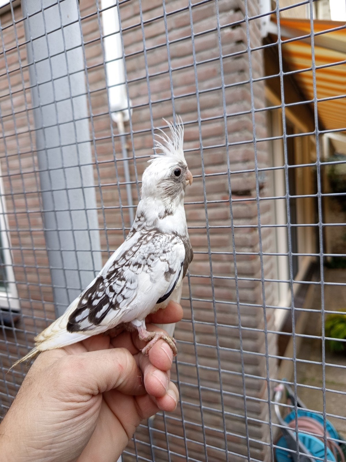 mooie jonge valkparkiet uitgevlogen 20 september, Mannelijk, Parkiet, Tam