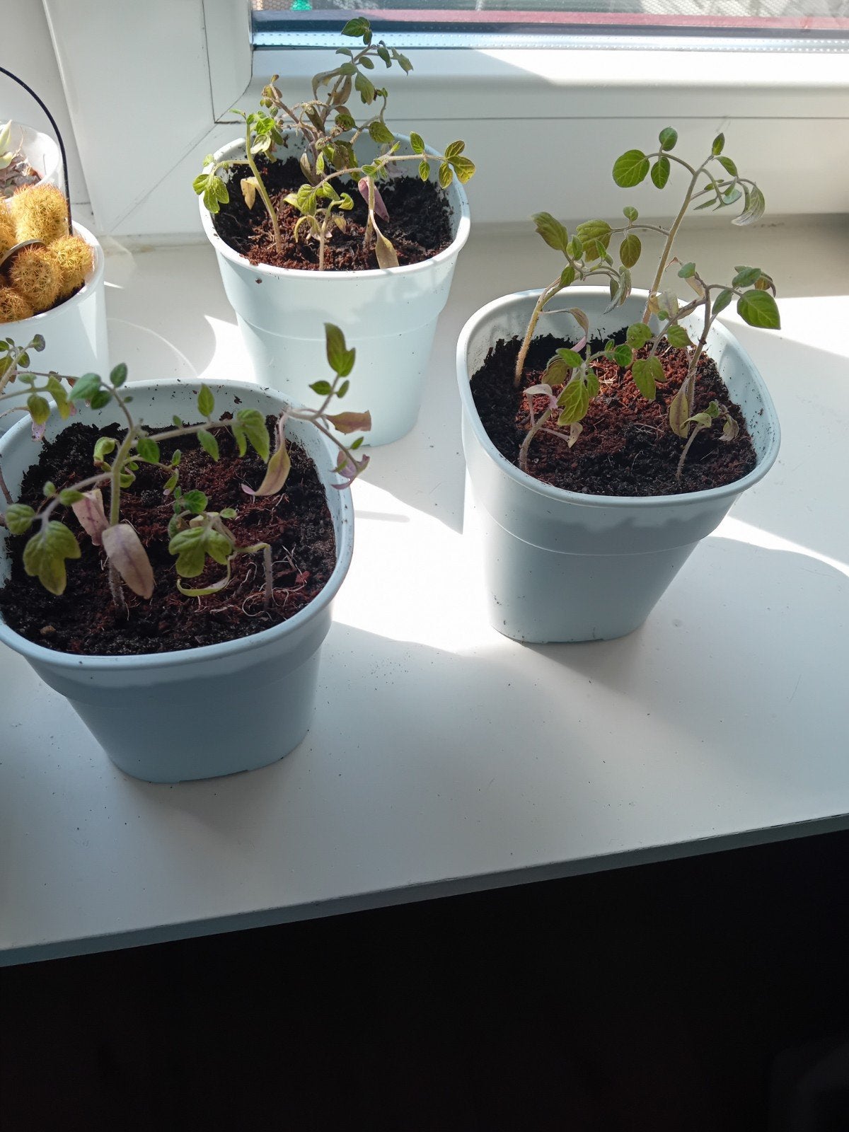Tomatenplantjes in bak - Kweek je eigen tomaten!, Ophalen