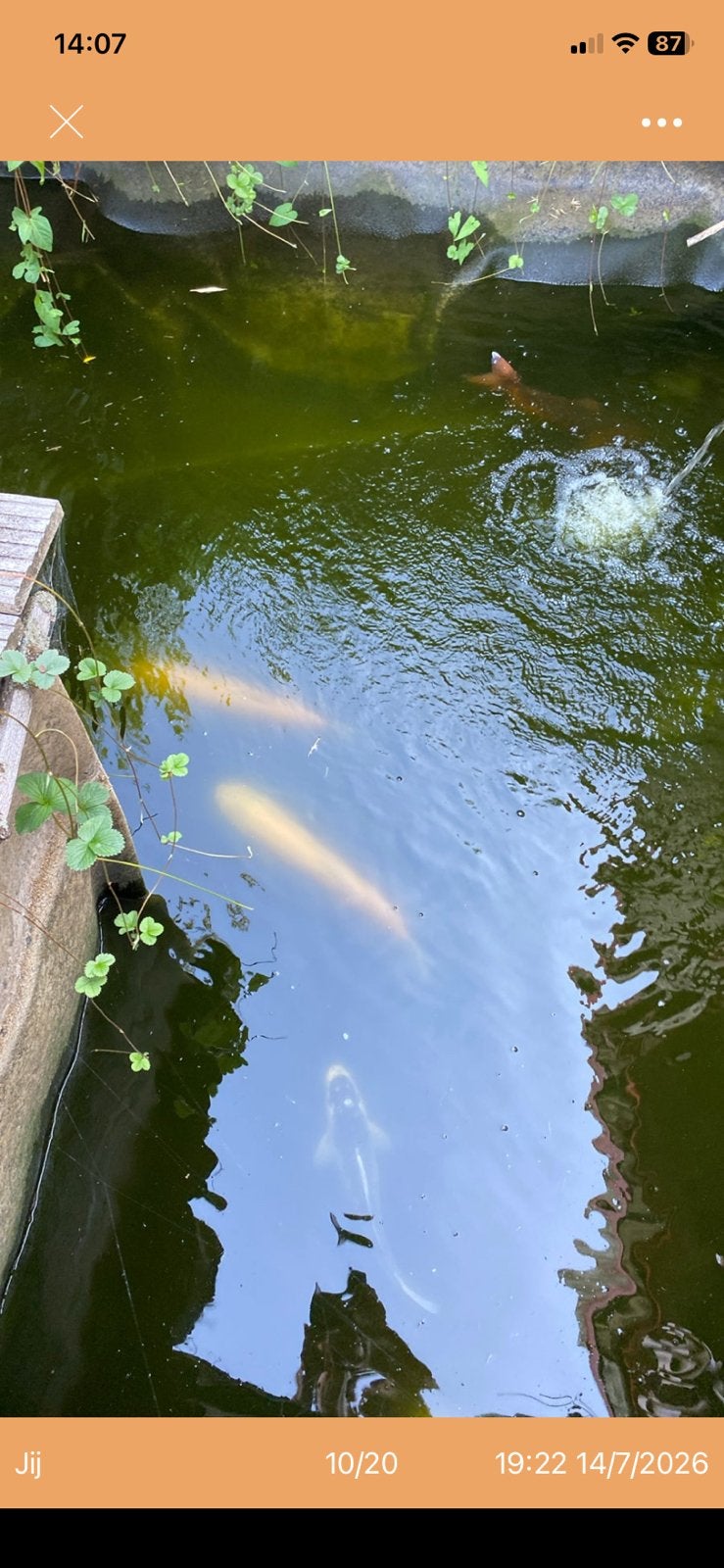 Grote koi s karpers, Ophalen of Verzenden, Zo goed als nieuw