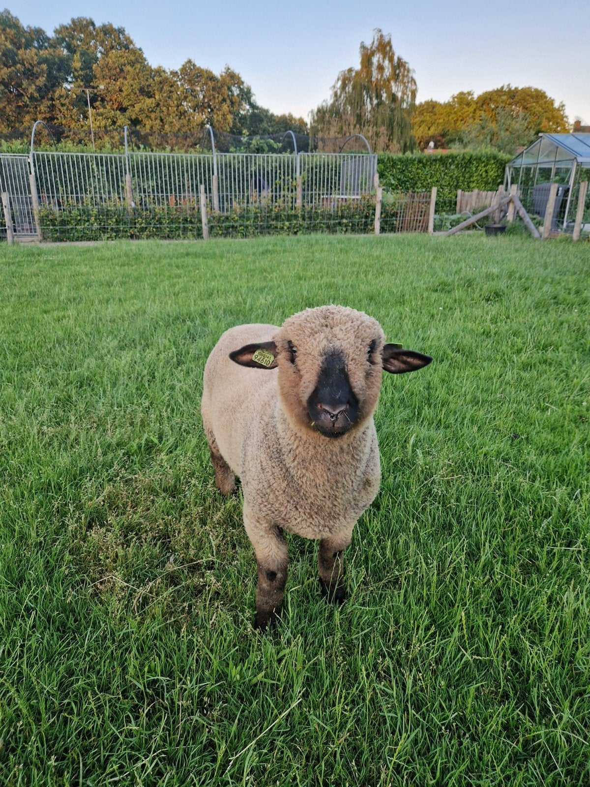 Hamshire down Ramlam, Mannelijk, Schaap