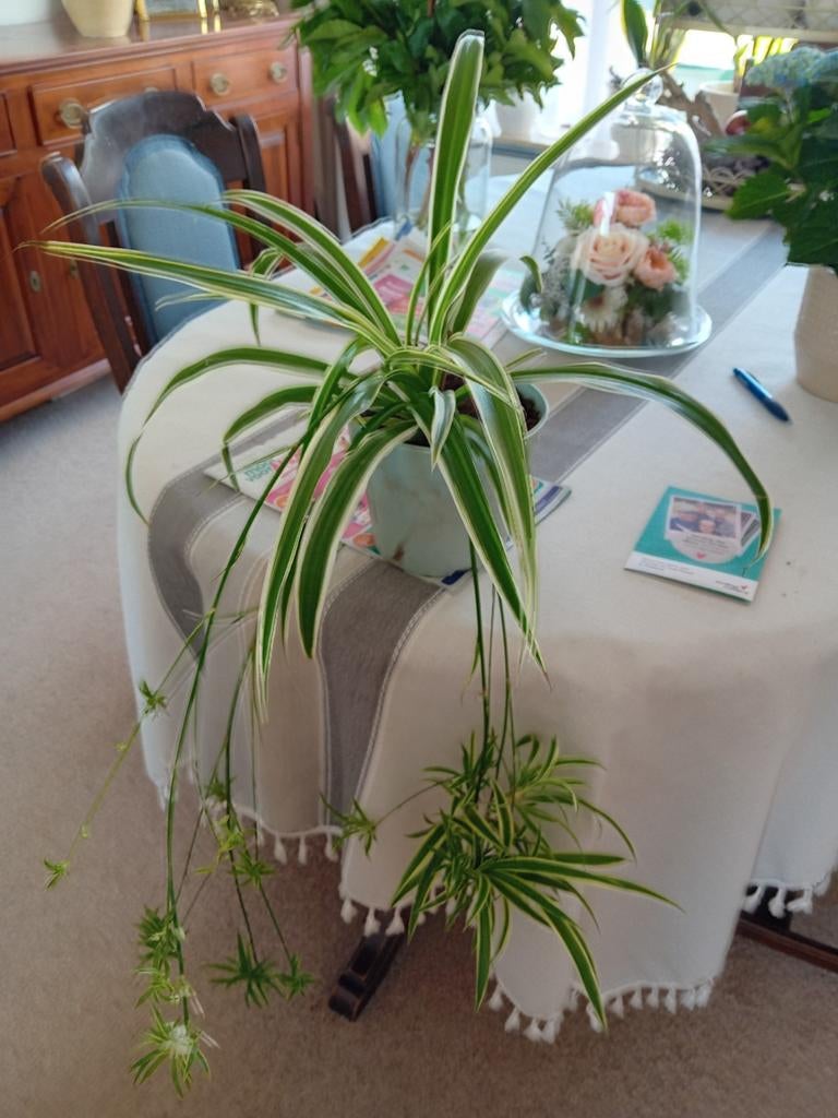 Graslelie (Chlorophytum comosum) met stekjes, Overige soorten, Vaste plant, Ophalen of Verzenden, Bloeit niet