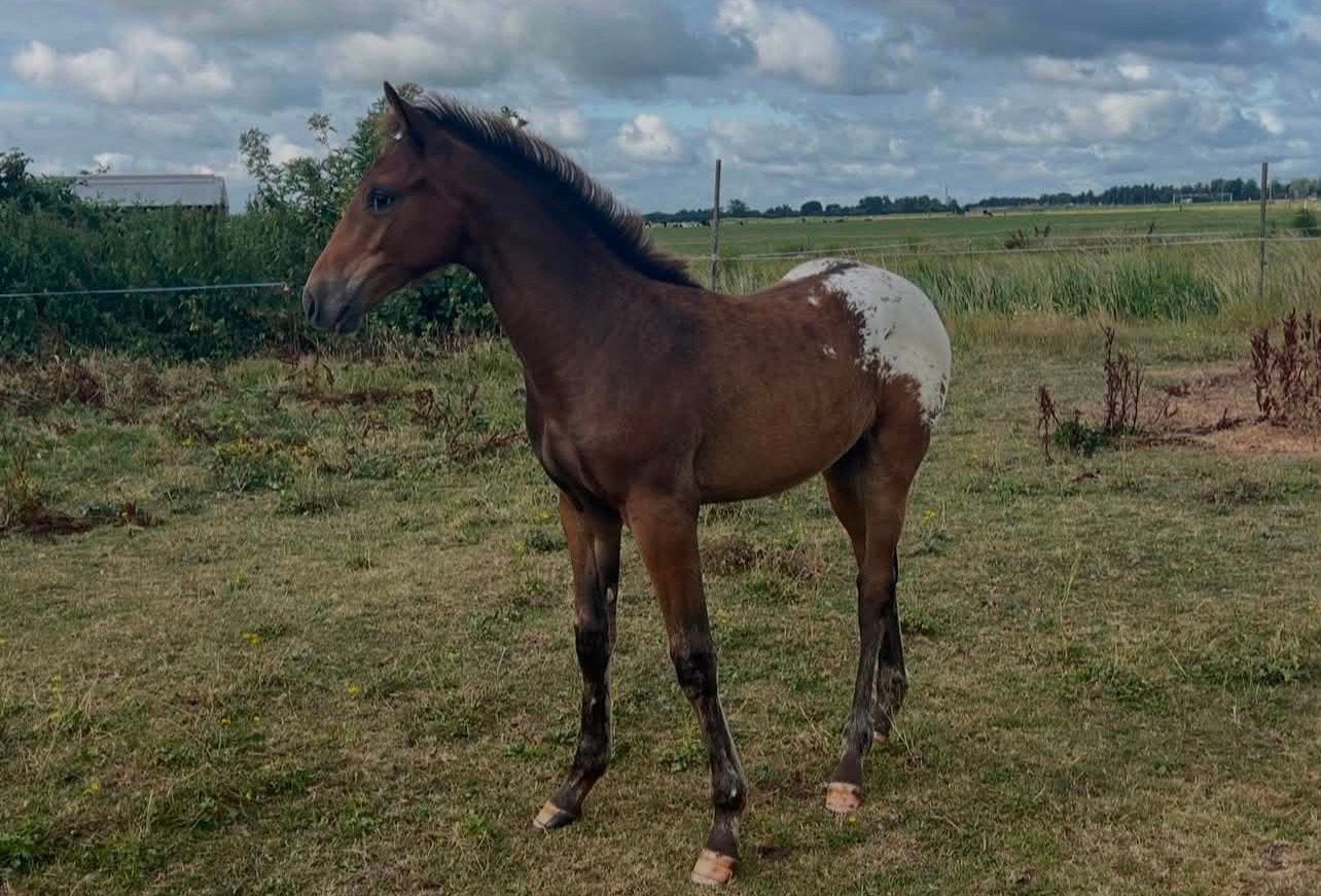 Mijn prachtige appaloosa “King”, Dieren en Toebehoren, Hengst, Ontwormd, 0 tot 2 jaar