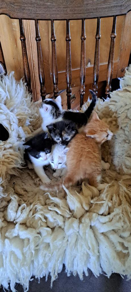 Lieve kittens, Meerdere dieren, 0 tot 2 jaar