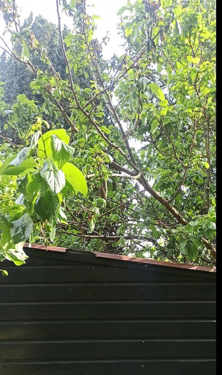 Tuinman gezocht voor jonge/kleine bomen verwijderen, Diensten en Vakmensen, Tuinmannen en Stratenmakers, Garantie, Tuinonderhoud of Snoeiwerk