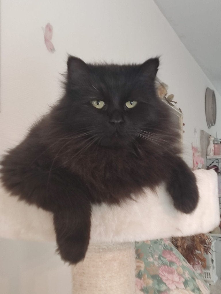 Solid Ragdoll Kater en Perzische poes, Meerdere dieren, Ontwormd