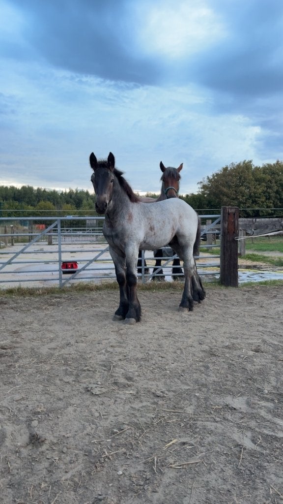 Trekpaard veulen, Dieren en Toebehoren, Hengst, Niet van toepassing, Minder dan 160 cm, 0 tot 2 jaar