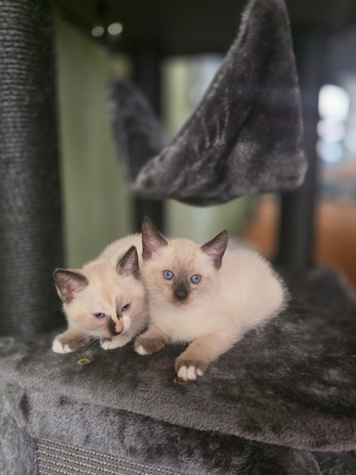 Lieve social kittens, Meerdere dieren