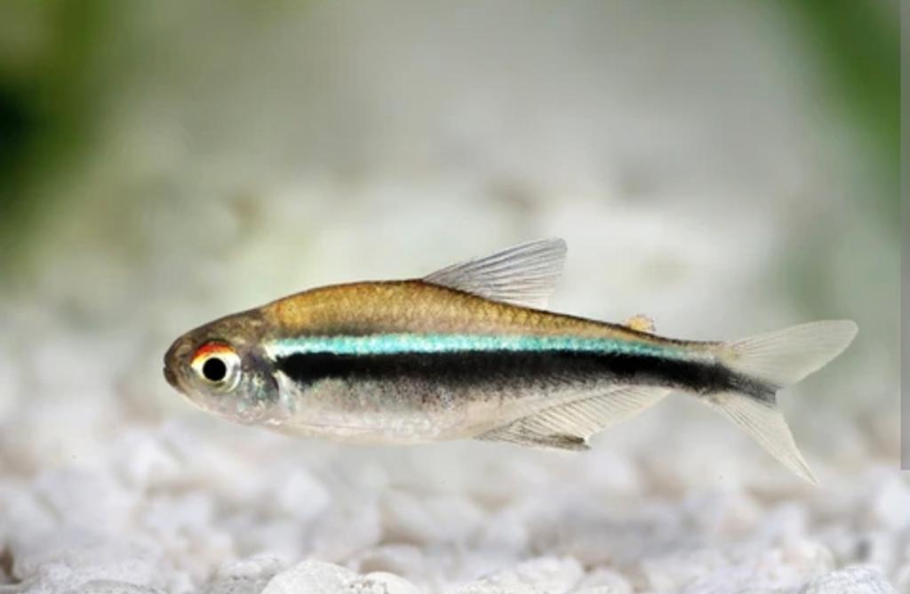 Mooie gezonde school Zwarte Neon Tetra, Dieren en Toebehoren, Vis