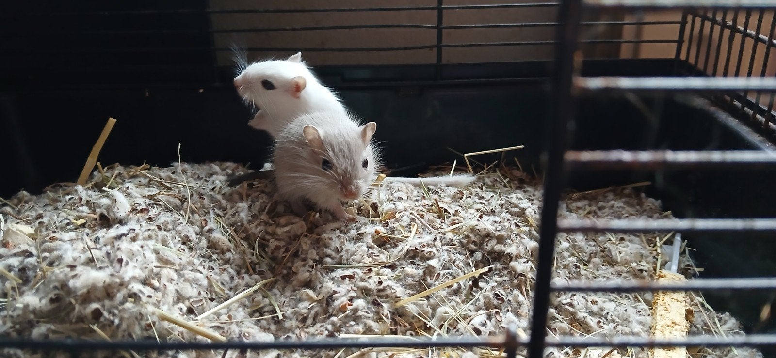 jonge gerbil vrouwtjes, Dieren en Toebehoren, Knaagdieren, Juli, Vrouwelijk, Overige typen, Tam