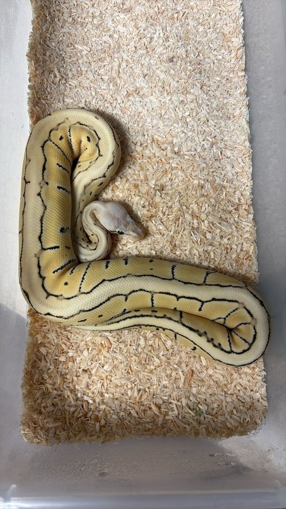Ballpython - Pastel pinstripe dessert ghost - 0.1 - 2025 Ball Python - female for sale from Aquadeco