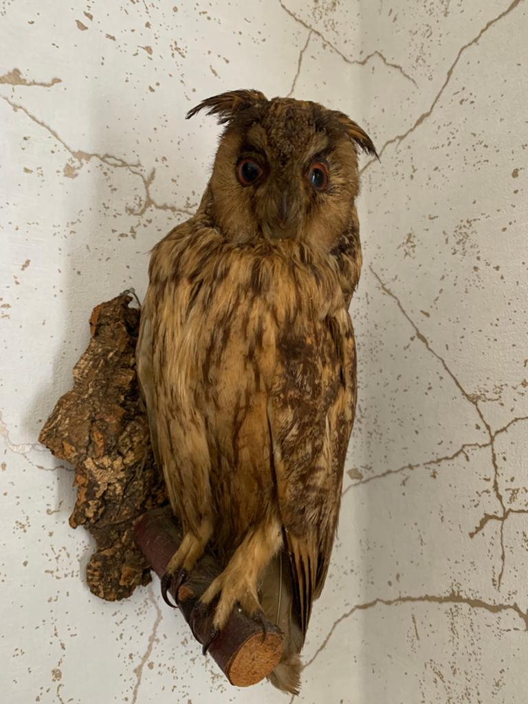 Opgezette ransuil taxidermie, Ophalen of Verzenden, Vogel, Opgezet dier