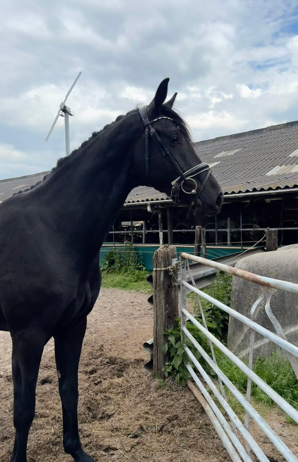 Meerdere jonge kwaliteitsvolle KWPN paarden, Met stamboom, Dressuurpaard, 3 tot 6 jaar, 160 tot 165 cm