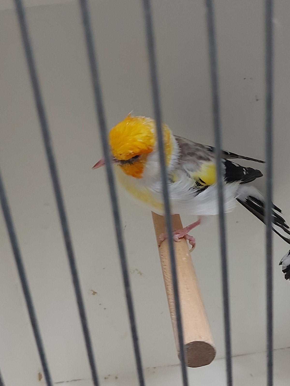 majoor putter witkop man, Dieren en Toebehoren, Mannelijk, Bastaard
