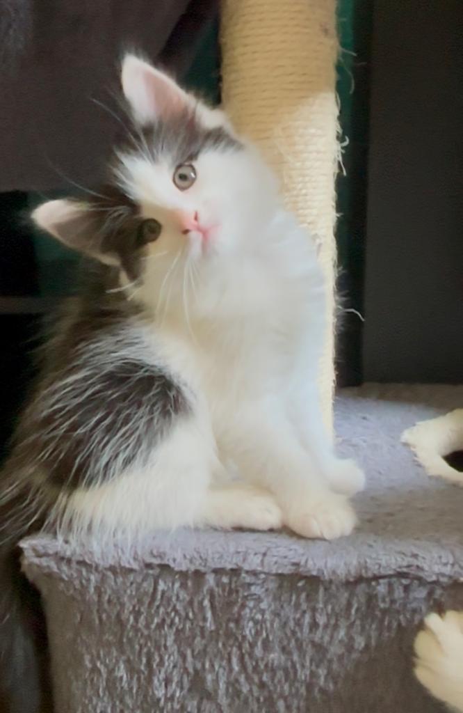 Prachtige zuivere Noorse Boskat kittens, Meerdere dieren, Ontwormd