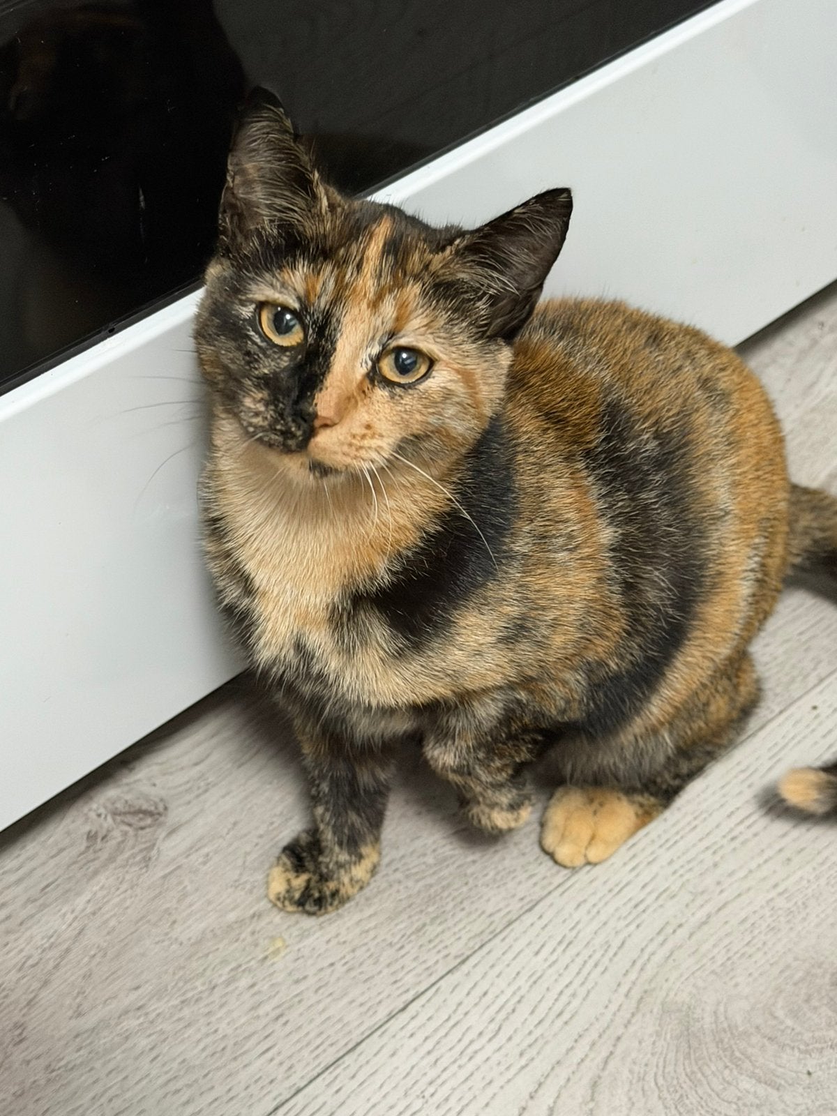 Kitten, Meerdere dieren