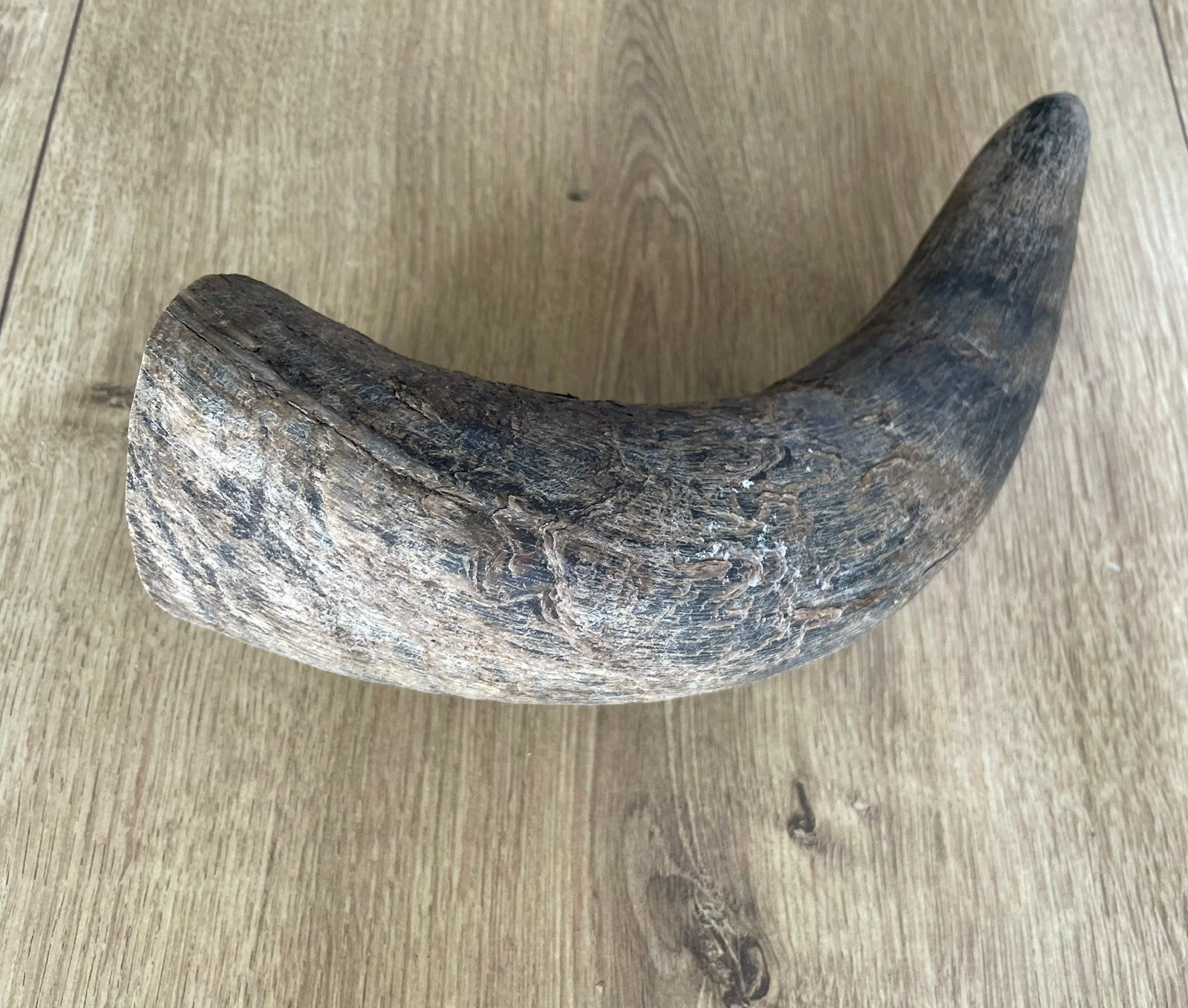 Prachtige hoorn viking buffel rund, Ophalen of Verzenden, Beeldje of Figuurtje