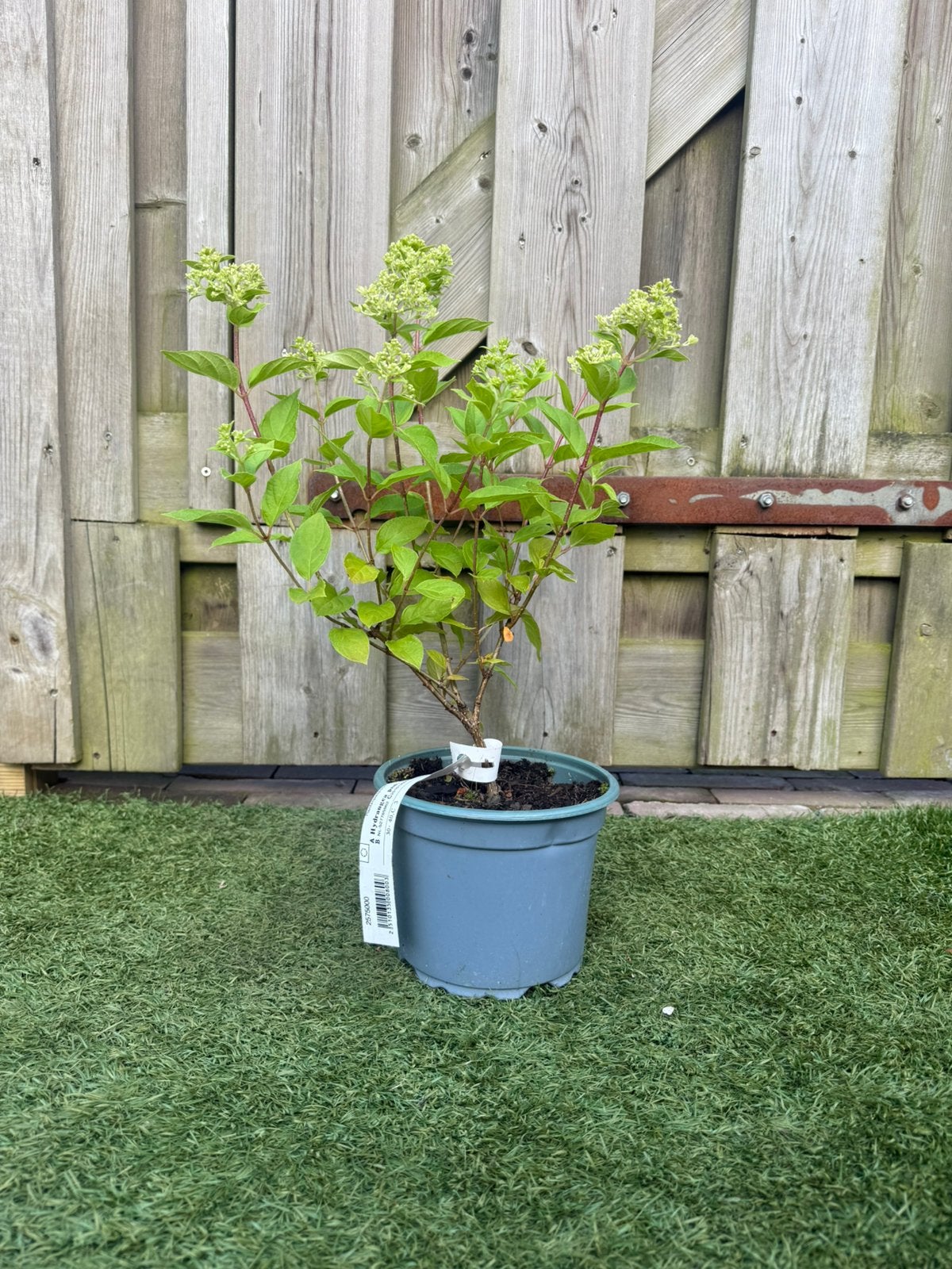 Hydrangea paniculata ‘Little Lime’ | 30-40 cm | 3L Pot, Ophalen of Verzenden, Overige soorten, Halfschaduw