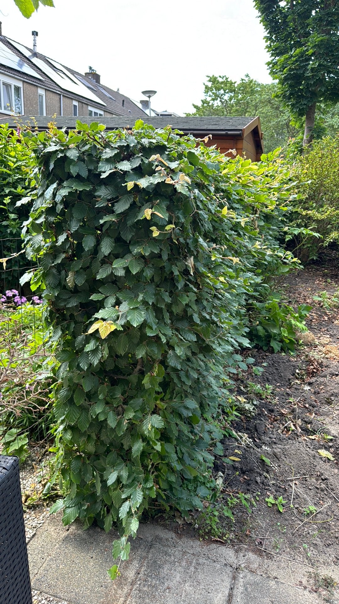 Beukenhaag plm 50 planten 6-7 cm dikke stam - zelf uitgraven, Tuin en Terras, Planten | Struiken en Hagen, Ophalen, Beukenhaag