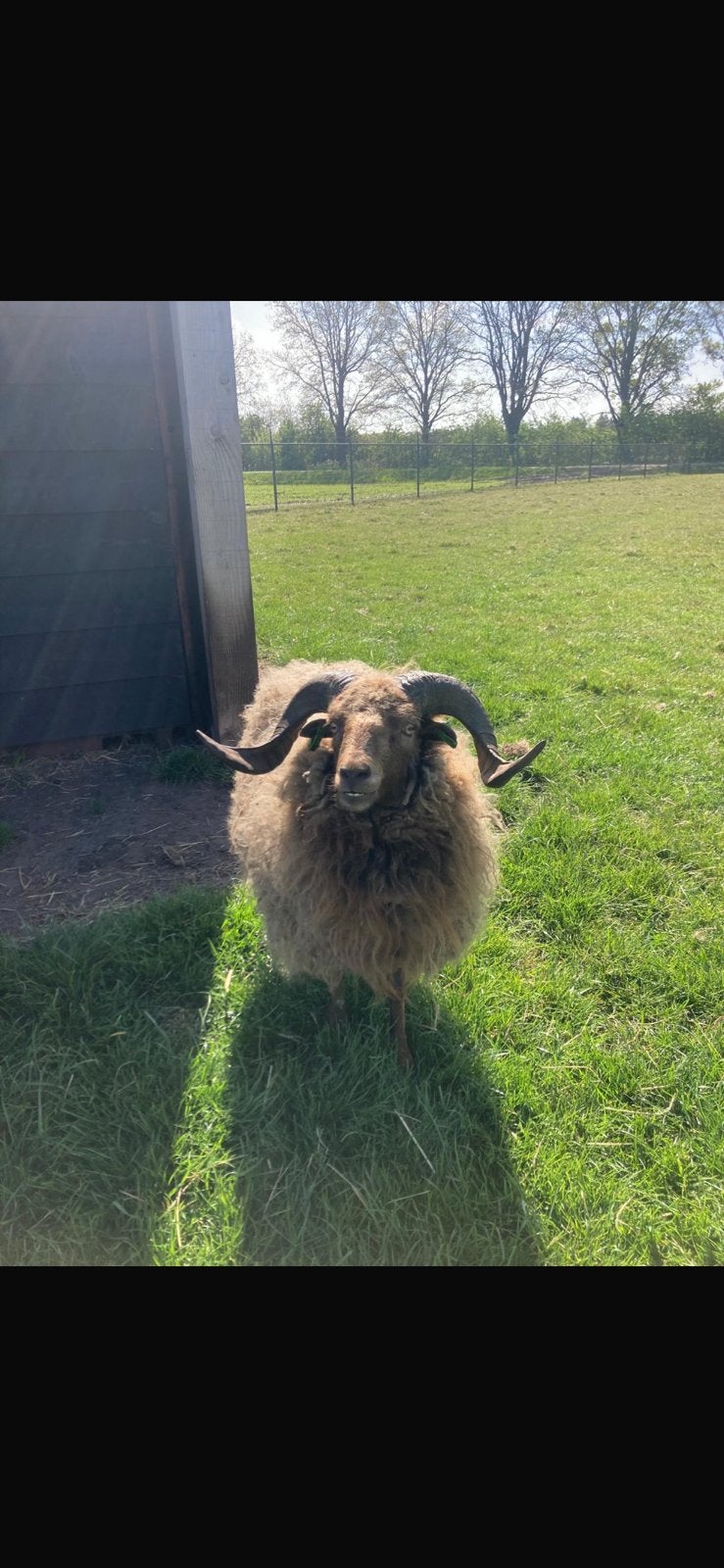 Ouessant ram, Mannelijk, Schaap