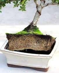 Hulp bij bonsai verpotten en stylen, Ophalen, Overige soorten, Minder dan 100 cm