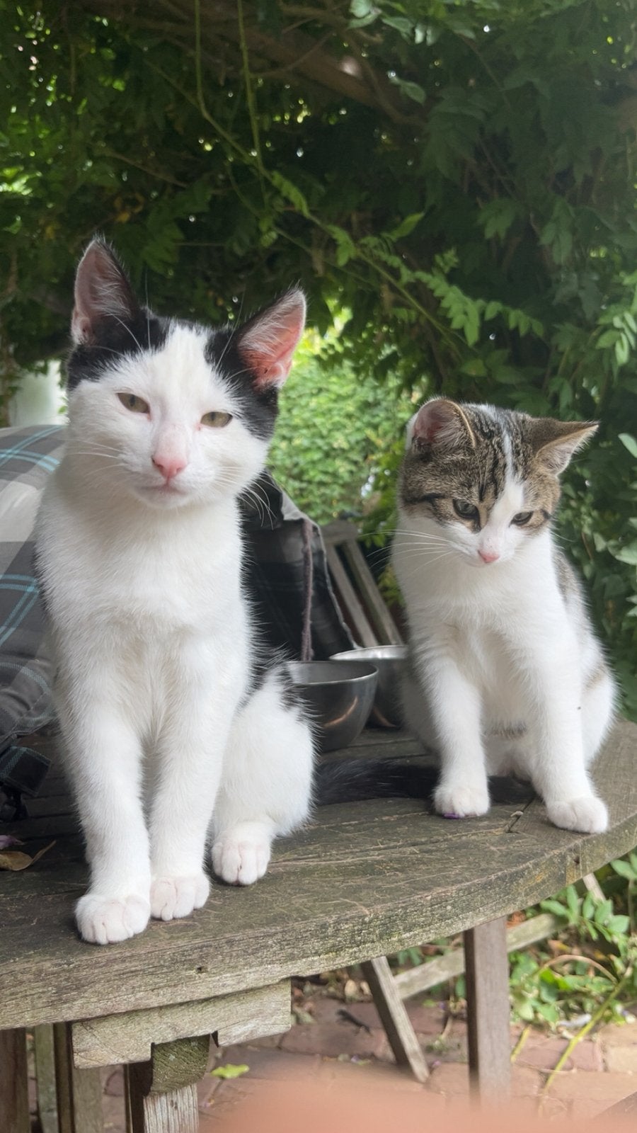 Kittens (2 katers) 18 weken, Kater, Kortharig, 0 tot 2 jaar