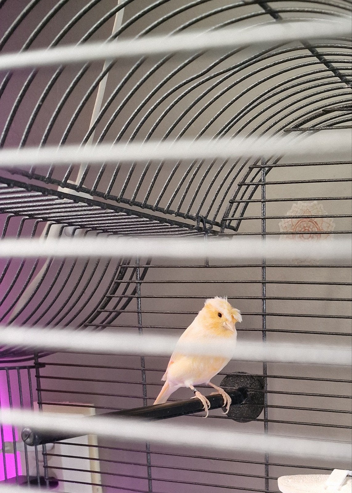 kanarie pop, Dieren en Toebehoren, Vrouwelijk, Kleurkanarie