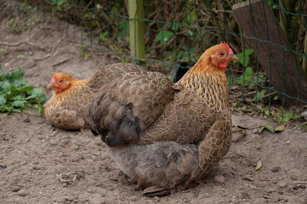 cochins, Meerdere dieren, Kip