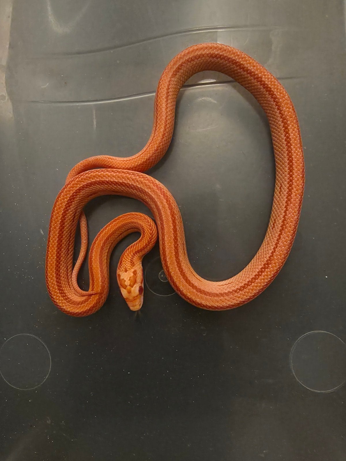 Rattenslang Rat Snake photo 2