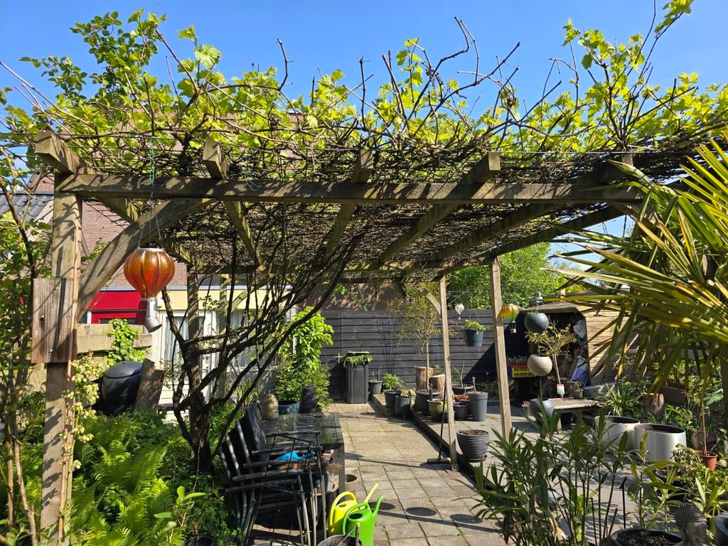 Robuuste druivenplant voor pergola of overkapping, Ophalen, Overige soorten, Halfschaduw