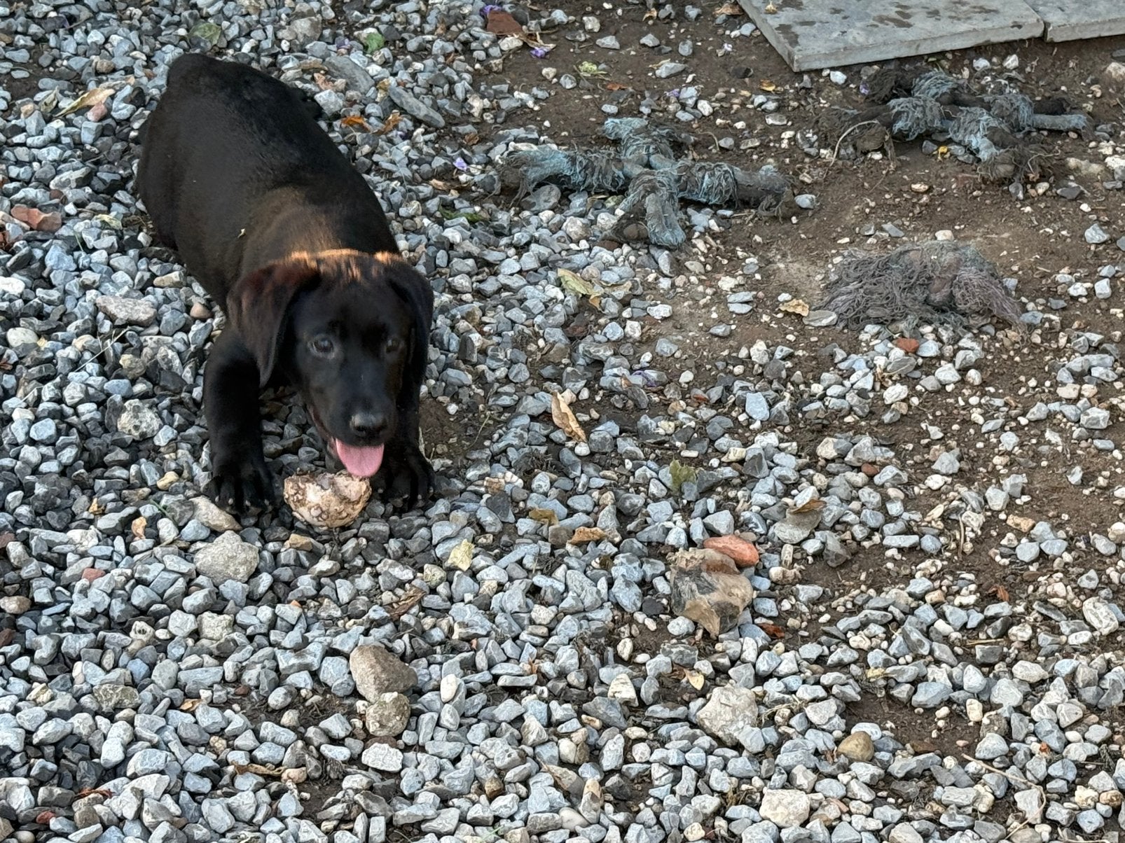 Lanrador Retriever, Dieren en Toebehoren, Nederland, Parvo, 8 tot 15 weken, Labrador retriever