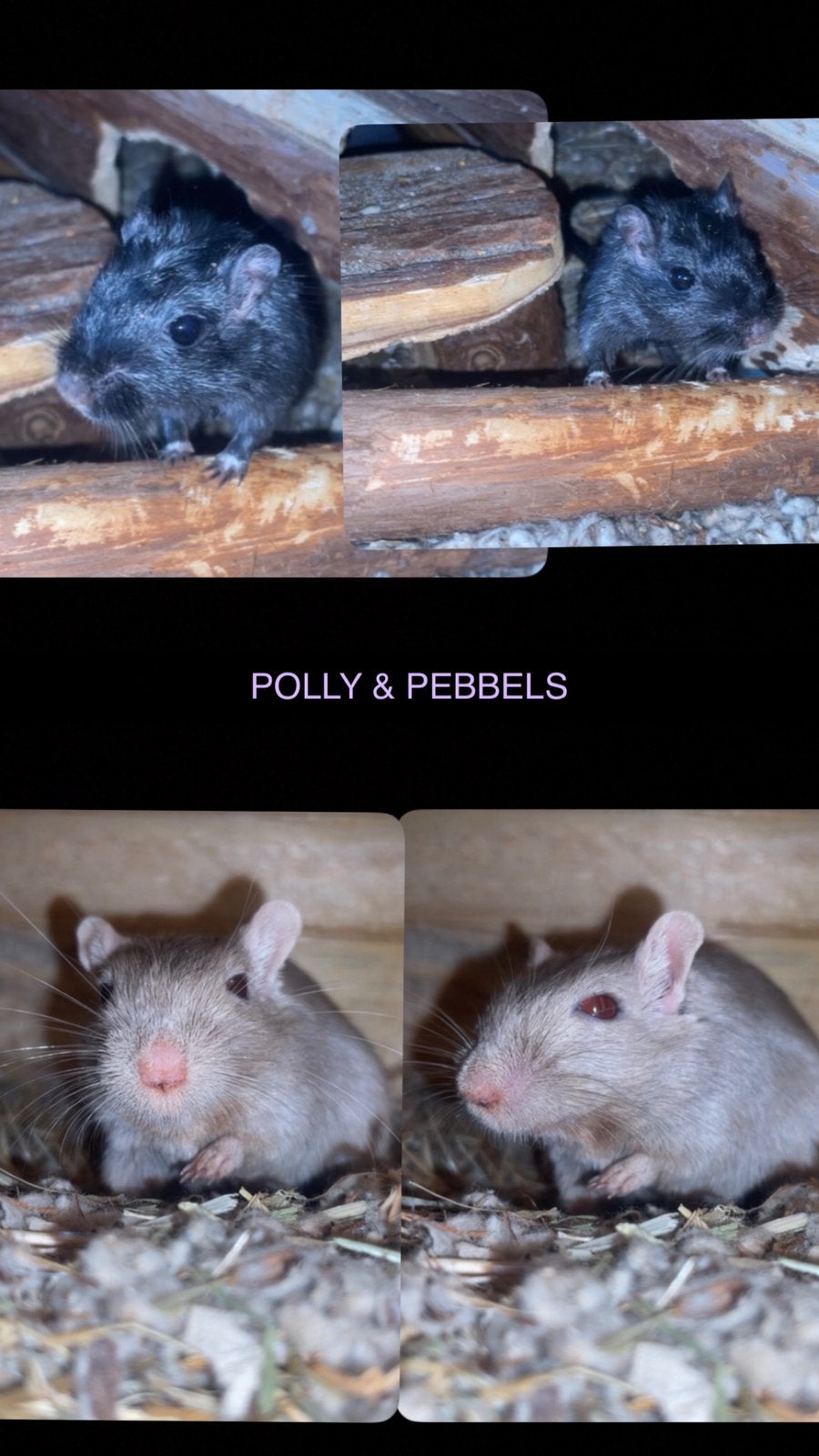 Gerbils, Vrouwelijk, Overige typen, Tam, September