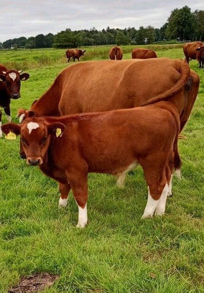 2 Mooie 100% Brandrode stierkalveren, Dieren en Toebehoren, Mannelijk, 0 tot 2 jaar