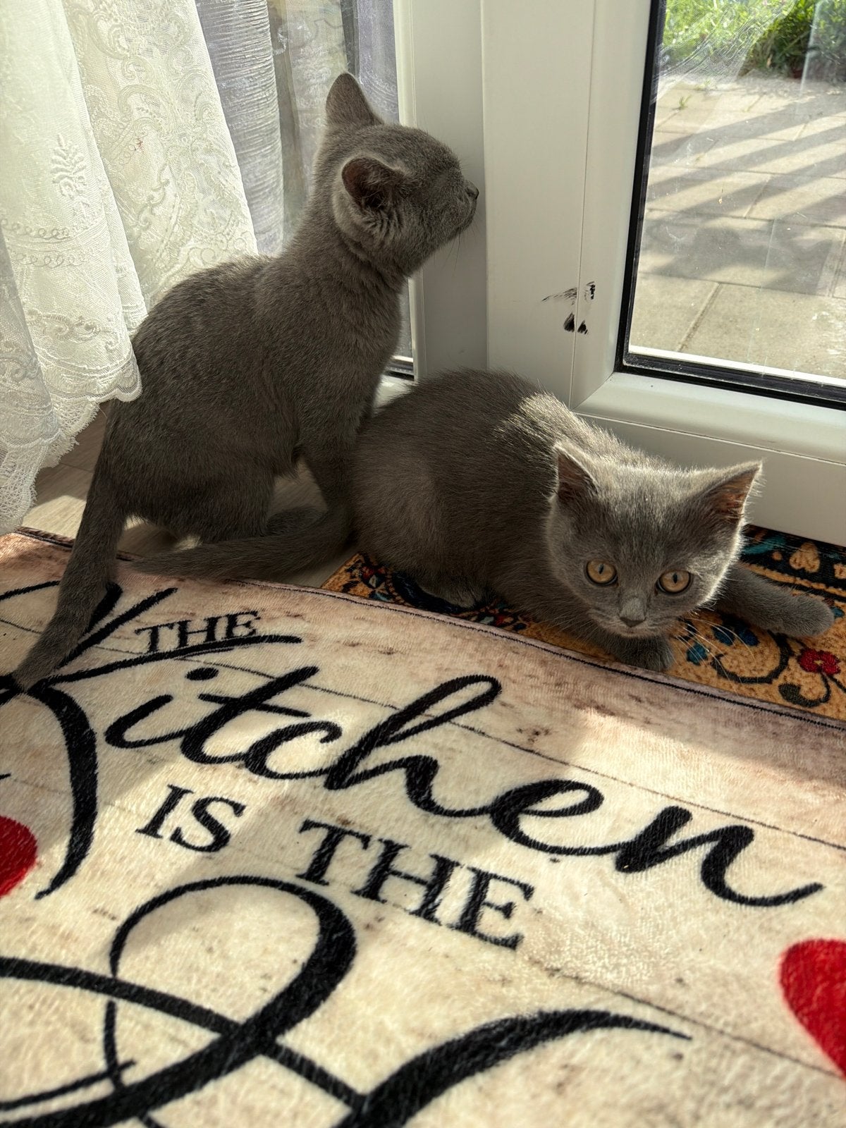 Britse korthaar, Dieren en Toebehoren, Poes, Kortharig, 0 tot 2 jaar