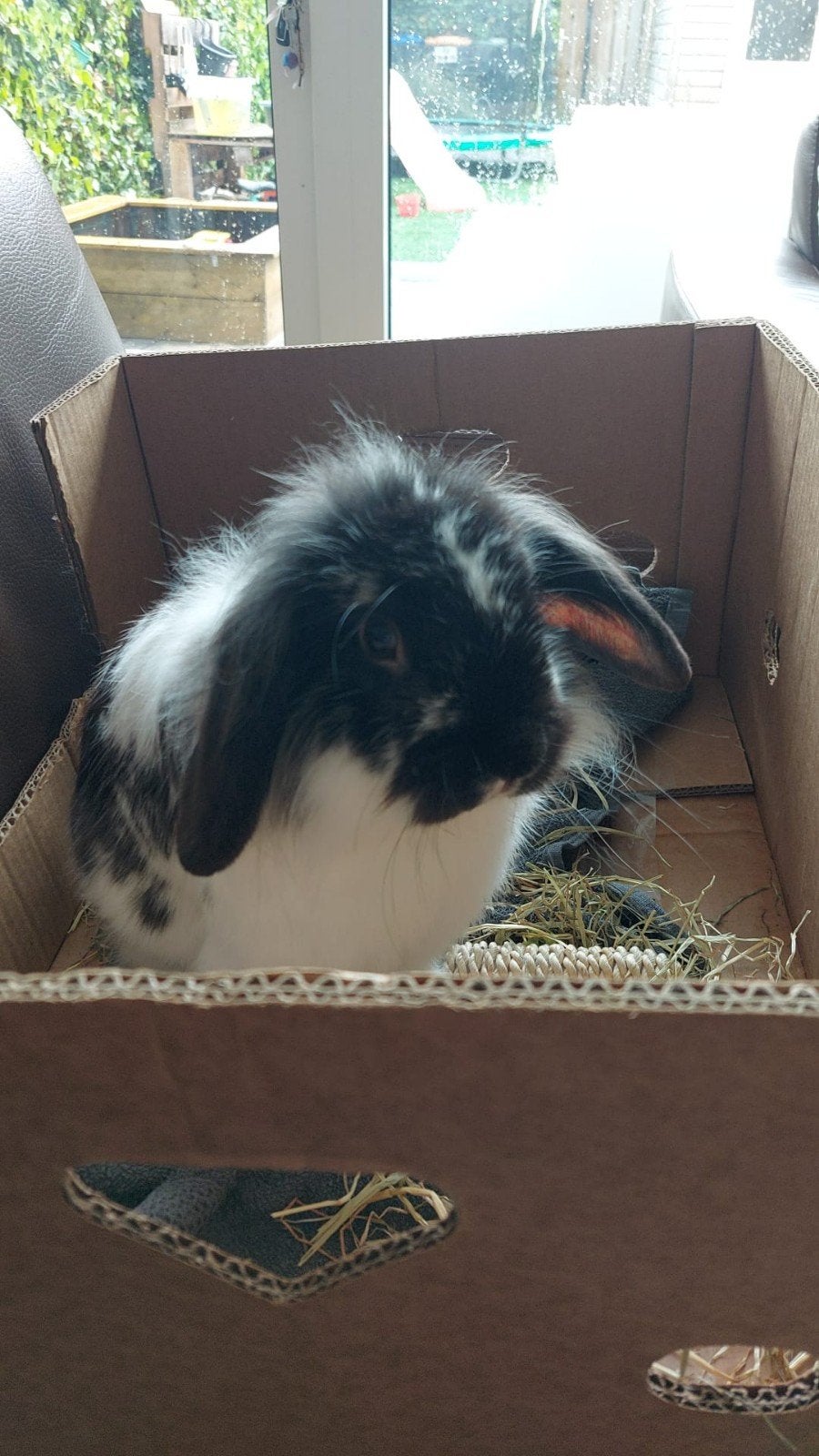 Super lief tam konijn gratis, Dieren en Toebehoren, Konijnen, Mannelijk