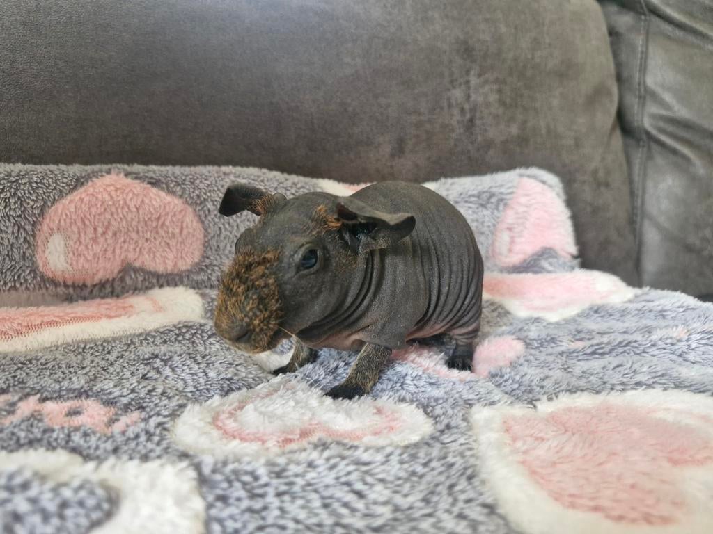 Skinny cavia (naakt cavia) beer, Dieren en Toebehoren, Knaagdieren, Maart, Mannelijk, Cavia
