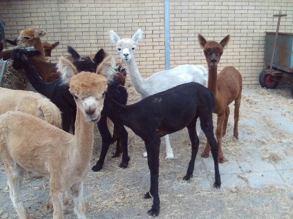 Alpaca, Juni, Meerdere dieren