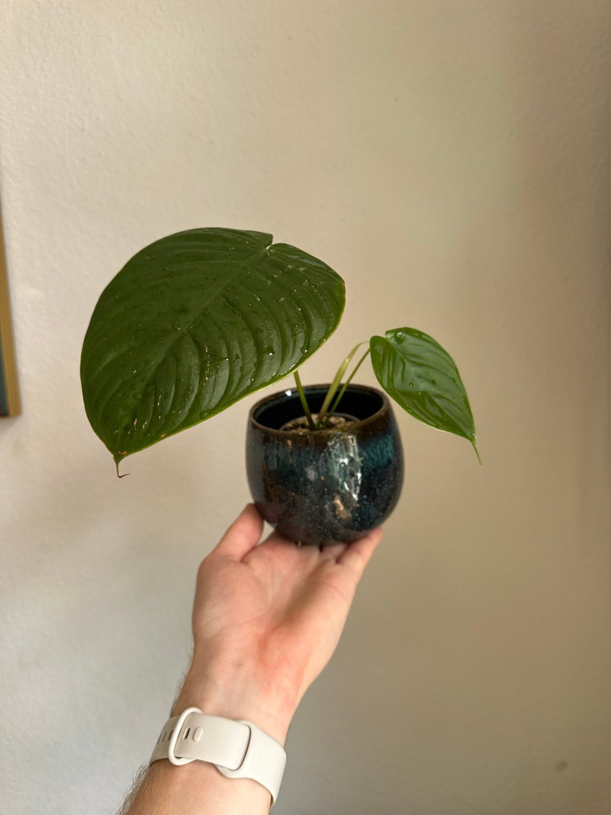 Philodendron Tenue A, Huis en Inrichting, Kamerplanten, Ophalen, Halfschaduw, Minder dan 100 cm
