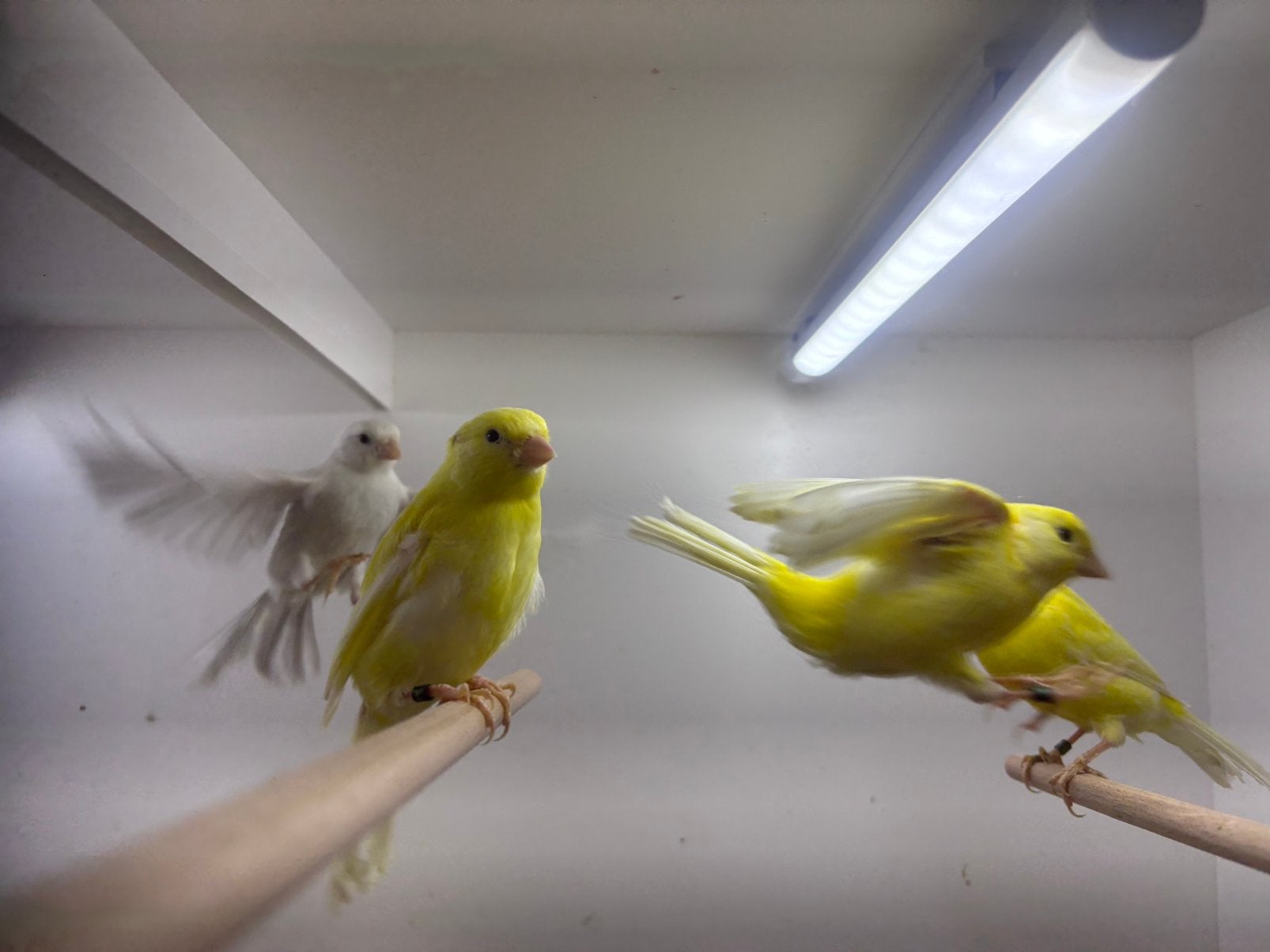 Jonge kanaries te koop, Meerdere dieren, Kleurkanarie
