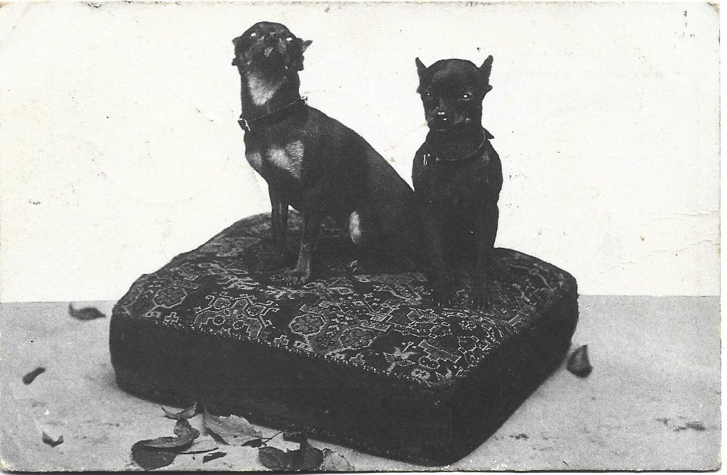 Duitse dwergpinchers op kussen, Verzenden, Voor 1920, Gelopen, Hond of Kat