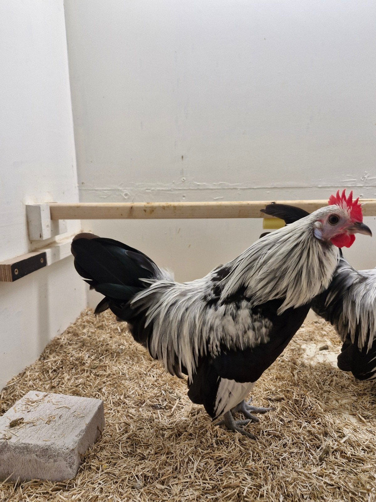 jonge Hollandse kriel zilverpatrijs haan, Dieren en Toebehoren, Pluimvee, Mannelijk, Kip