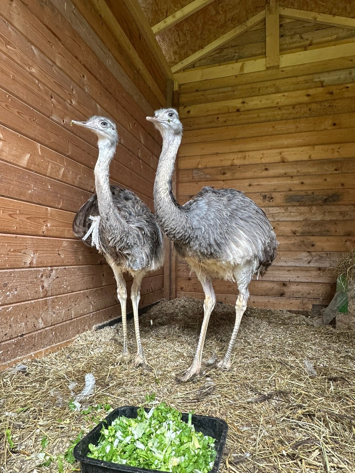 2 nandoes, Juni, Geslacht onbekend