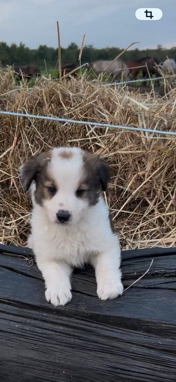 Prachtige border collie pup !!!  SABLE kleur, Dieren en Toebehoren, Reu, 8 tot 15 weken, Eén hond, CDV (hondenziekte)