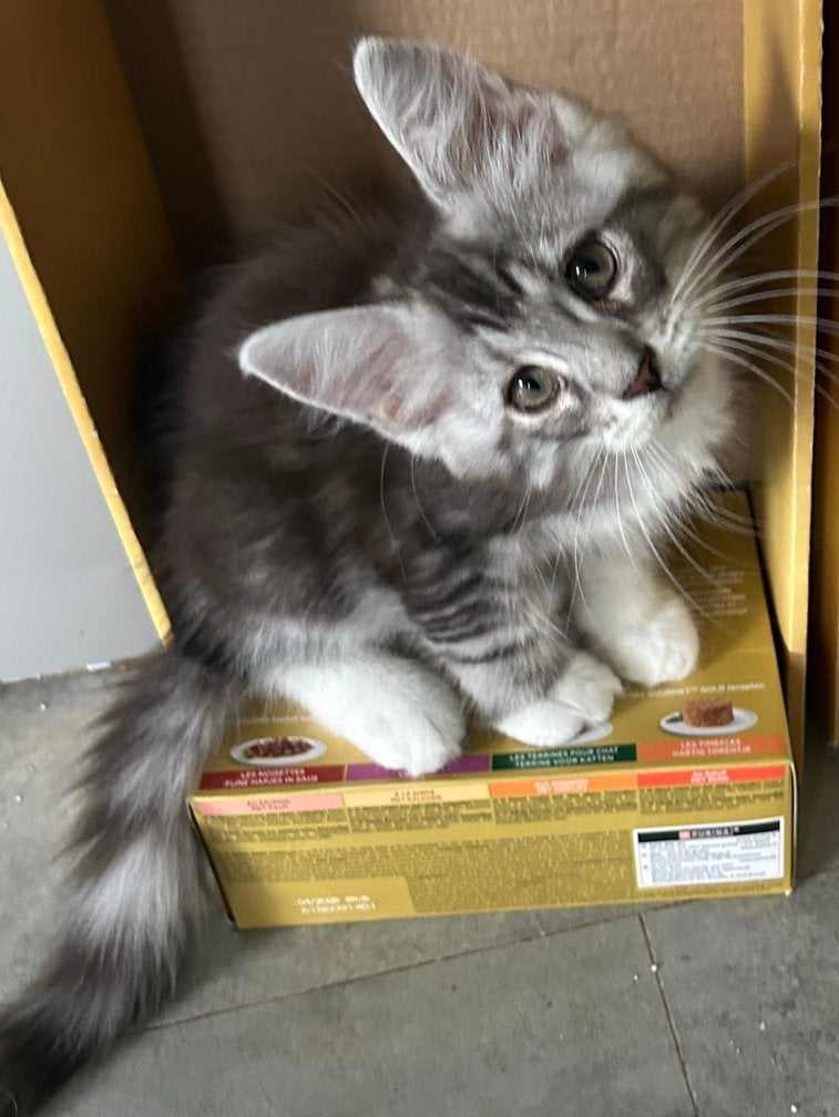 Maine Coon kittens XL mogen naar een nieuw huisje, Meerdere dieren, Ontwormd, 0 tot 2 jaar