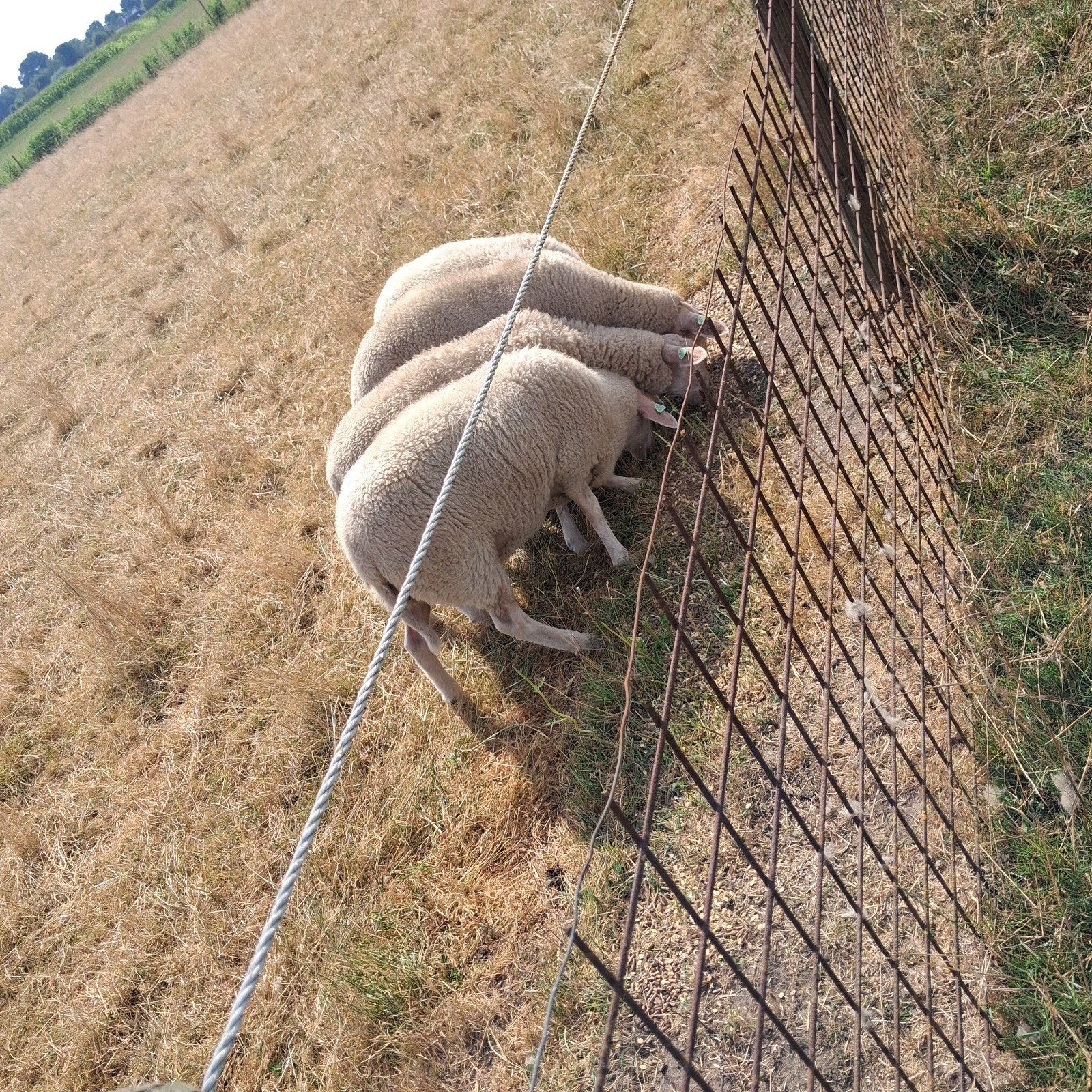 foklammeren te koop, Dieren en Toebehoren, Meerdere dieren, Schaap, 0 tot 2 jaar