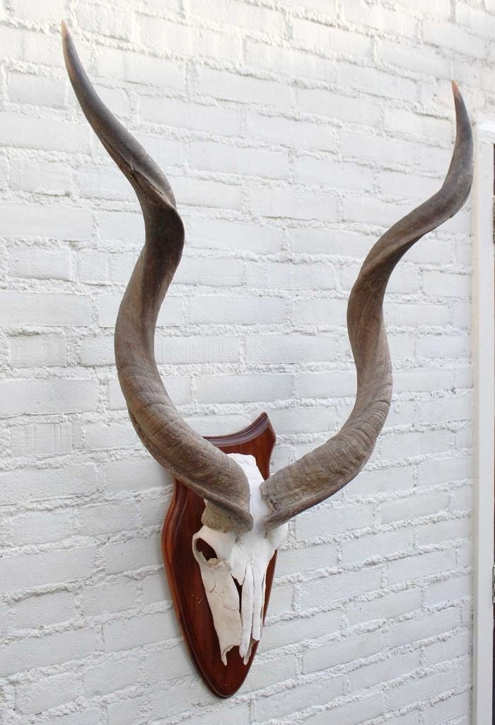 Grote Kudu schedel met hoorns op schild (ref. B)