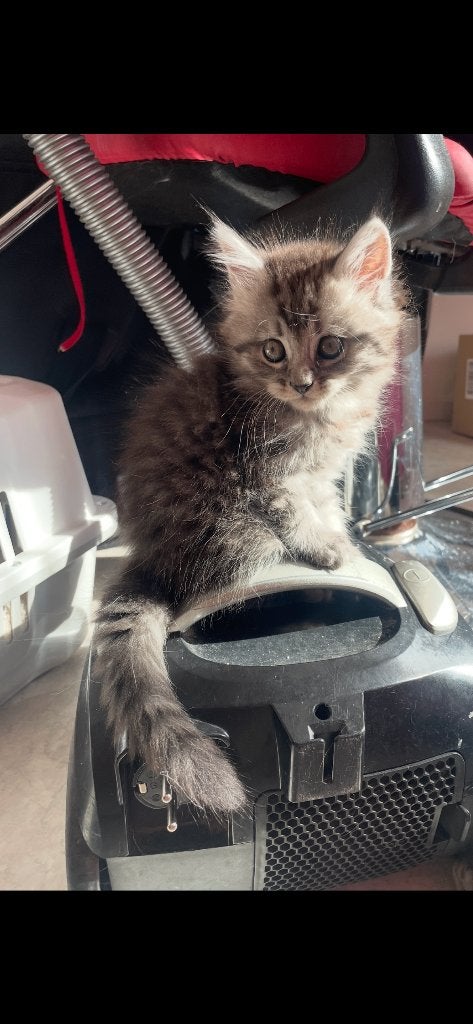 Kittens mix Perzische en maincoon, 0 tot 2 jaar
