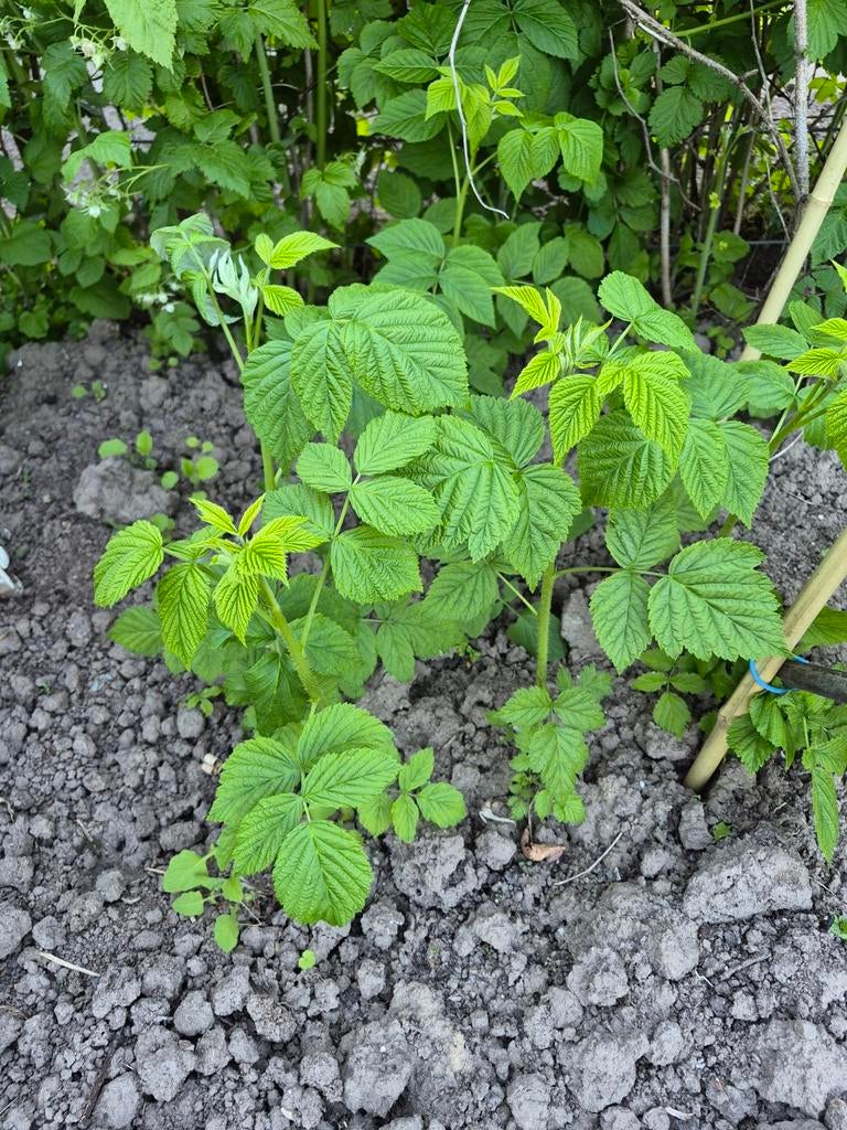 Frambozen stekken - Jonge frambozenplantjes, Tuin en Terras, Planten | Tuinplanten, Ophalen, Volle zon, Vaste plant, Zomer