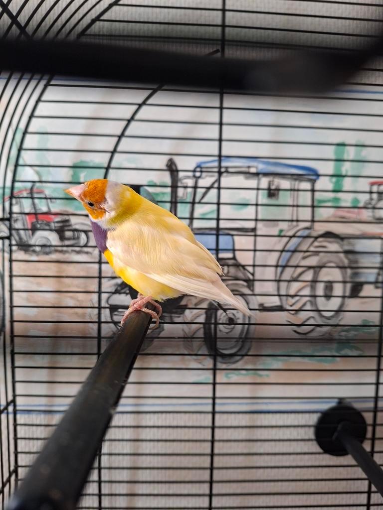 Koppel gouldamadines, Dieren en Toebehoren, Vogels | Kanaries, Meerdere dieren, Kleurkanarie