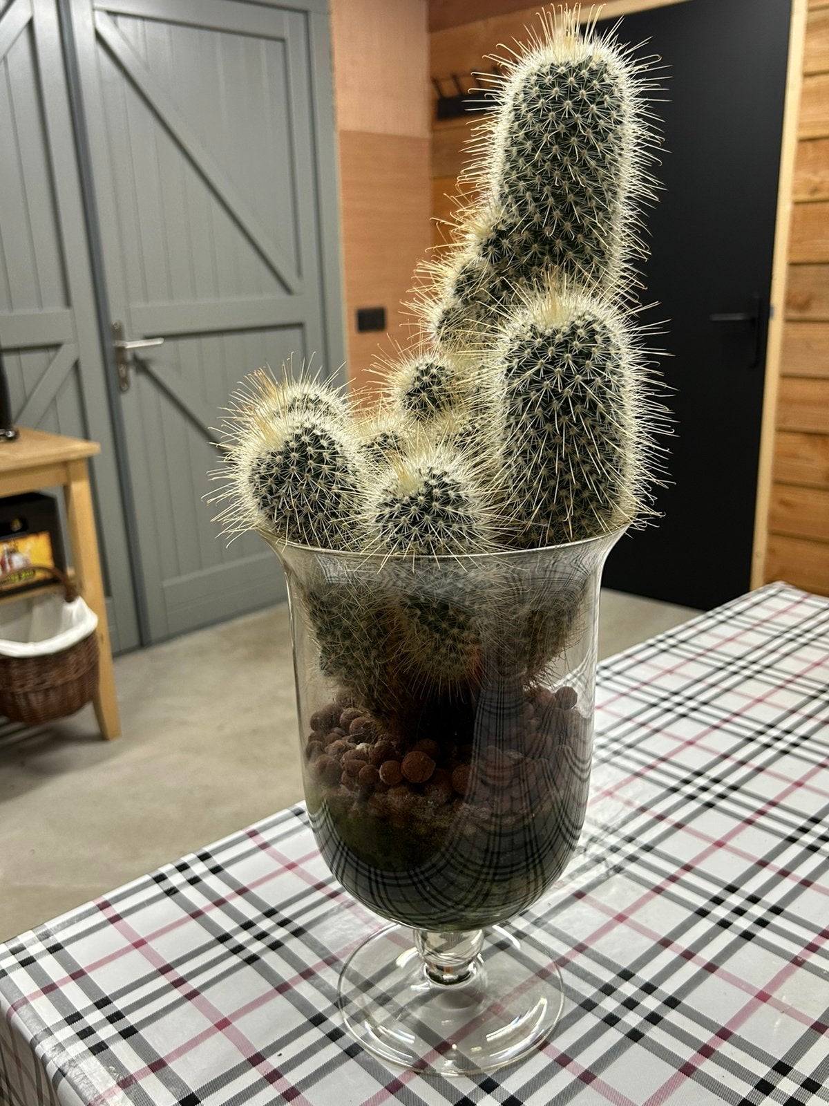 Grote cactus, Huis en Inrichting, Kamerplanten, Ophalen, Cactus, Volle zon, Minder dan 100 cm