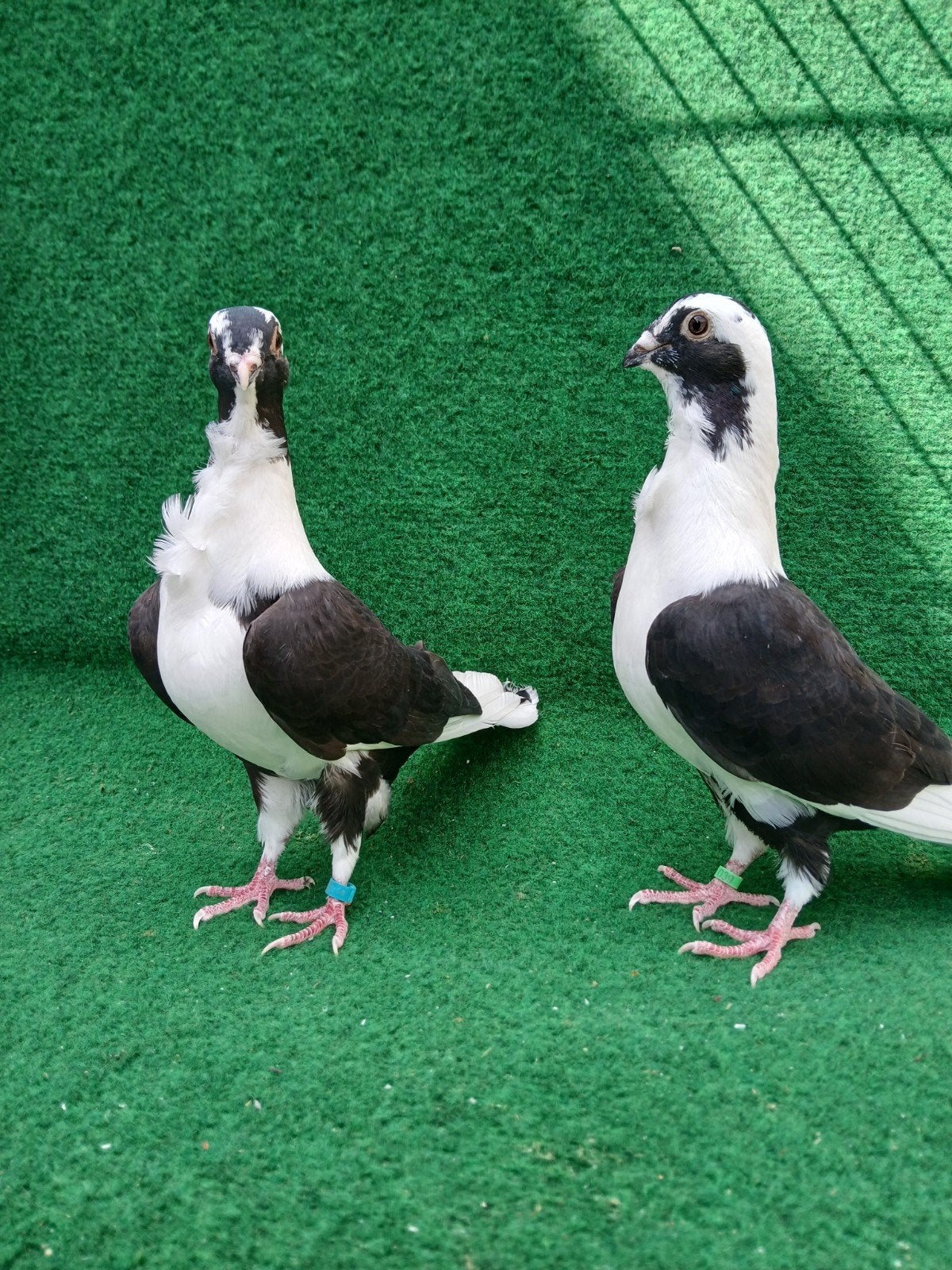 Syrische Barbarisi, Dieren en Toebehoren, Vogels | Duiven, Mannelijk, Overige soorten